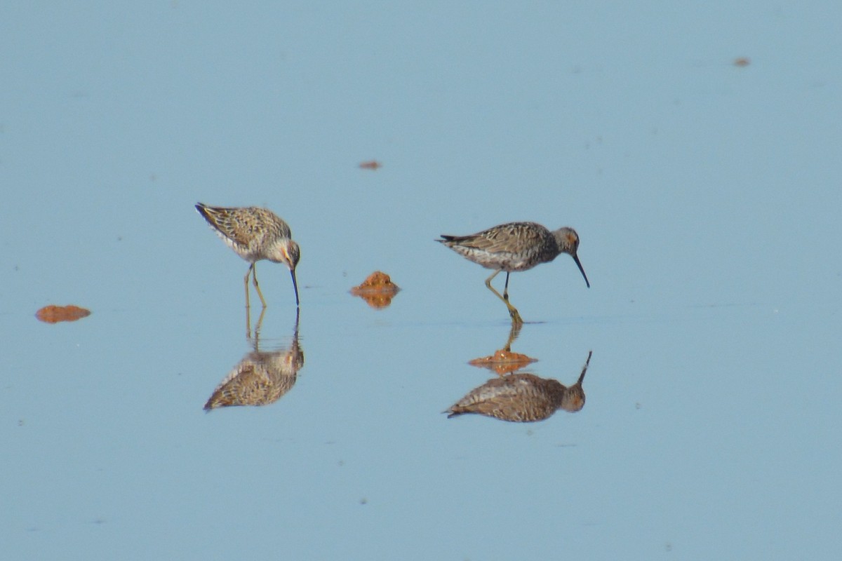 Stilt Sandpiper - Barbara A. Peterson