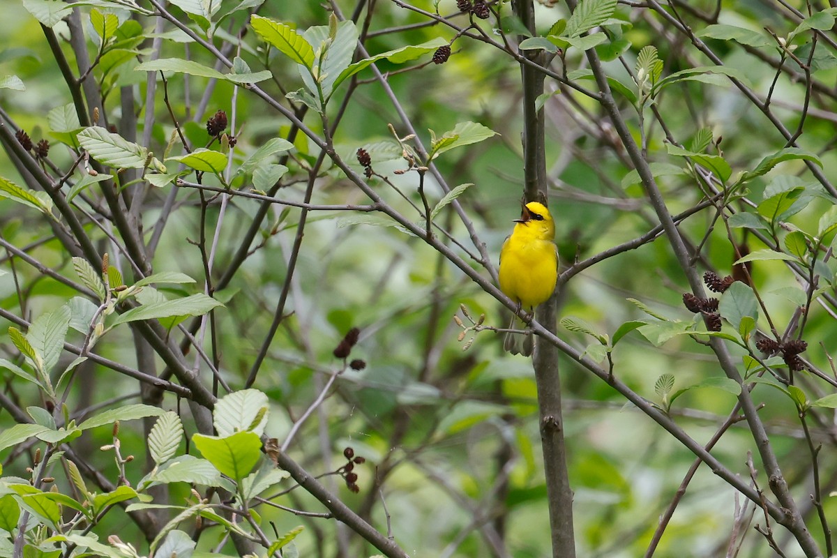 Blue-winged Warbler - Baxter Beamer