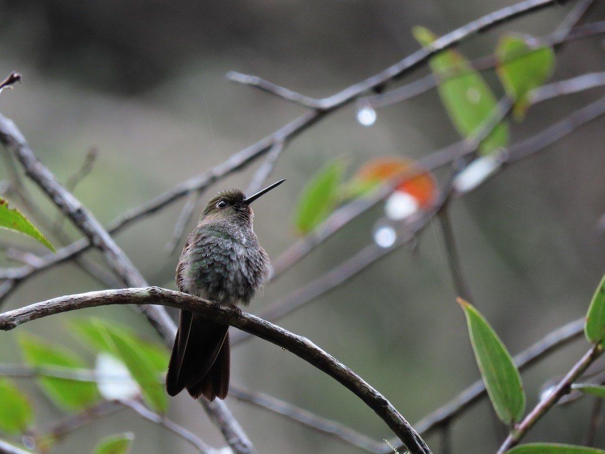 kolibřík zelenkavý - ML619183960