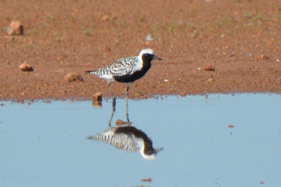 Black-bellied Plover - Barbara A. Peterson