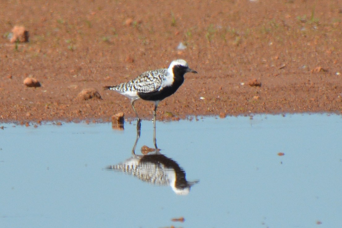 Black-bellied Plover - ML619183970