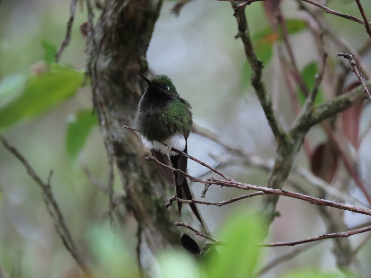 White-booted Racket-tail - Daniel Henao Yépez