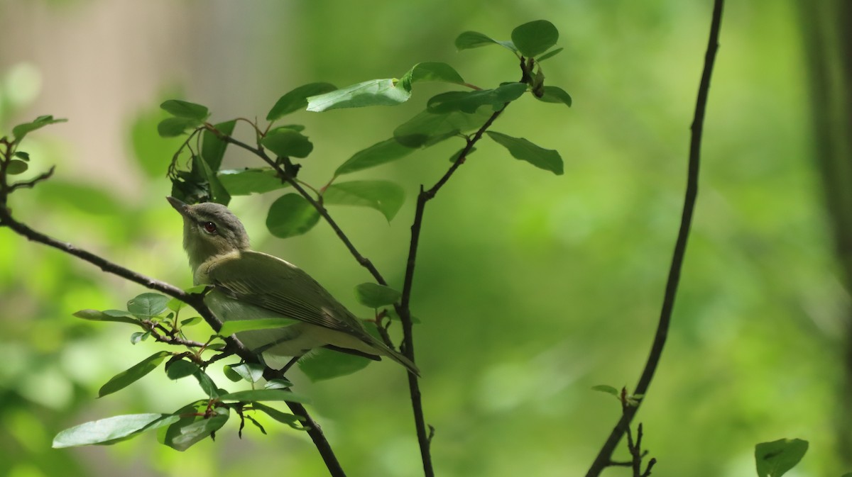 Red-eyed Vireo - malcolm mcrae