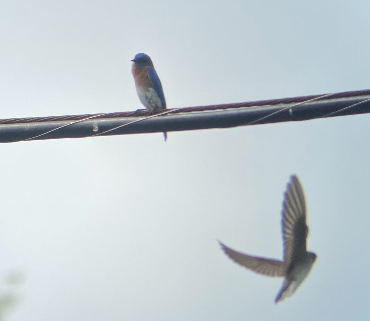 Eastern Bluebird - Colby Merrill