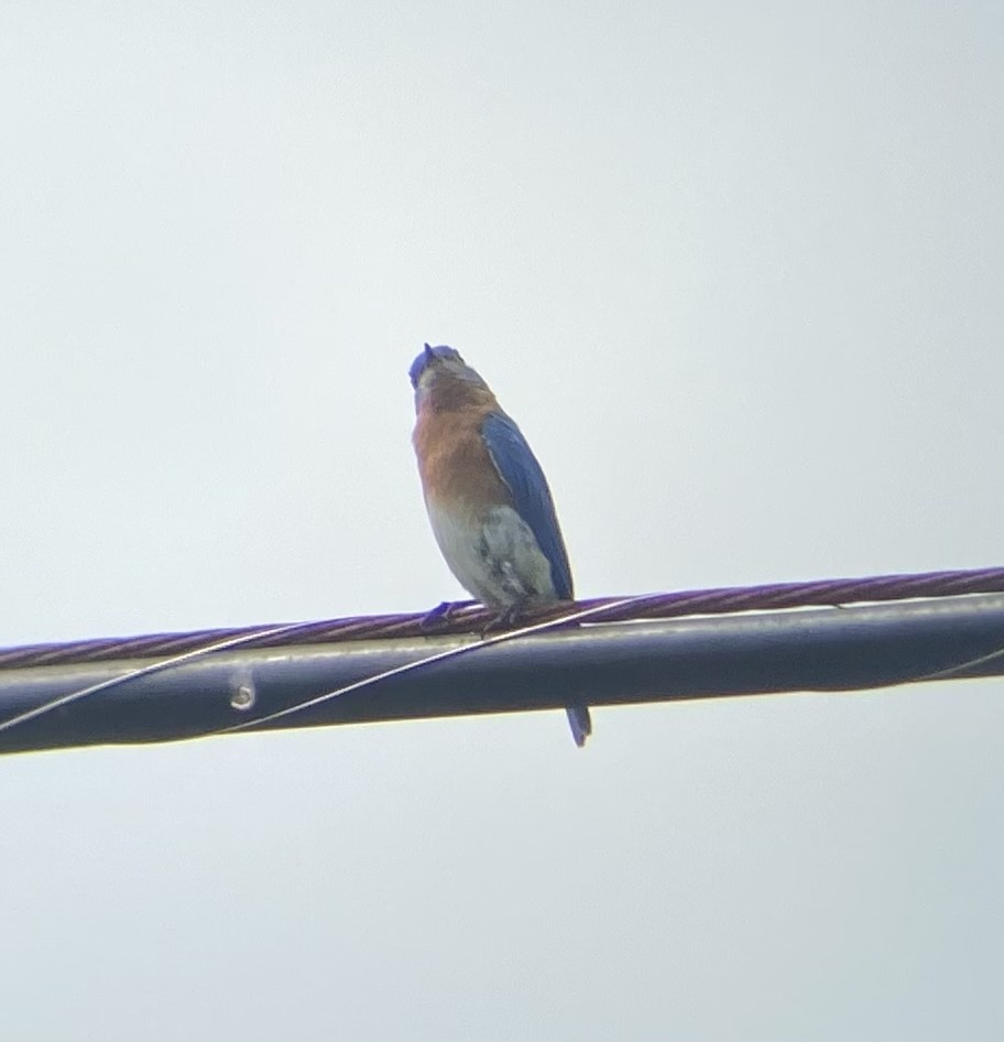 Eastern Bluebird - ML619183989