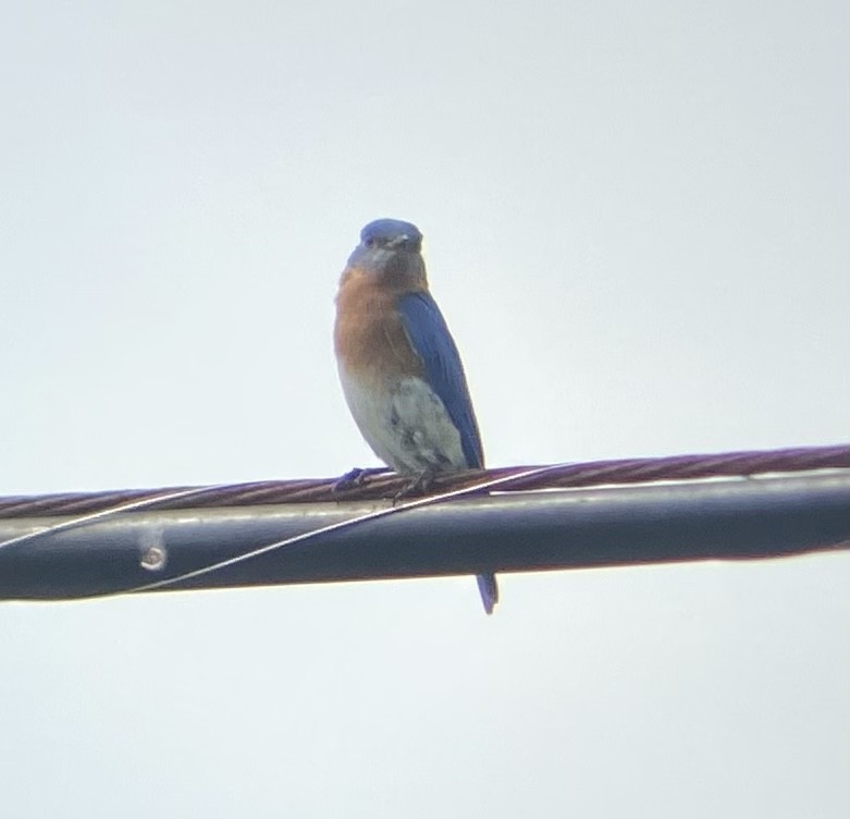 Eastern Bluebird - ML619183990