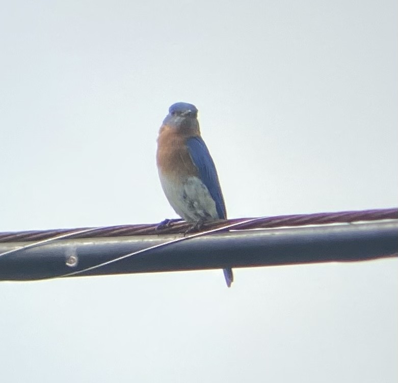 Eastern Bluebird - Colby Merrill