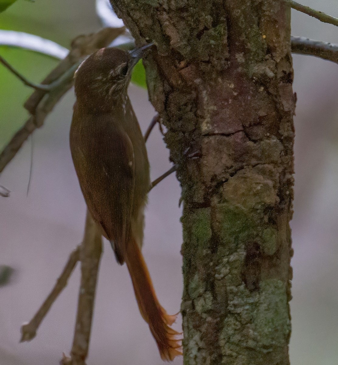 Wedge-billed Woodcreeper - José Martín