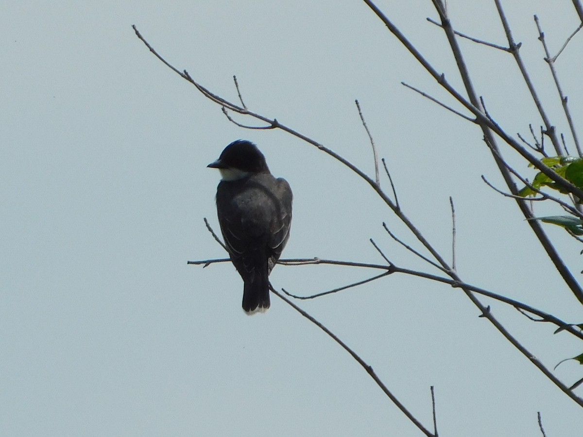 Eastern Kingbird - ML619183999