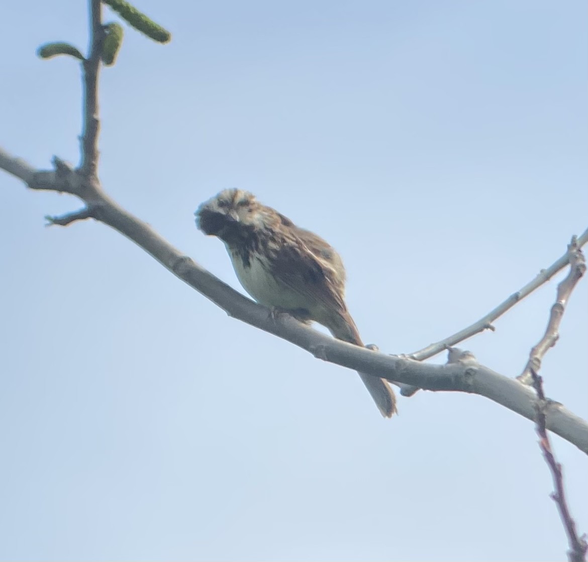 Song Sparrow - Colby Merrill