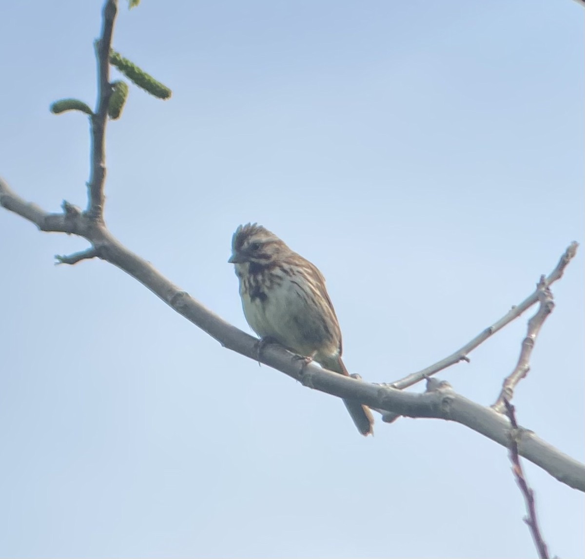 Song Sparrow - Colby Merrill