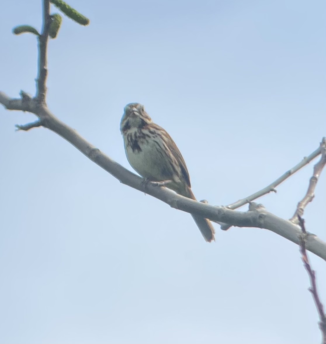 Song Sparrow - Colby Merrill