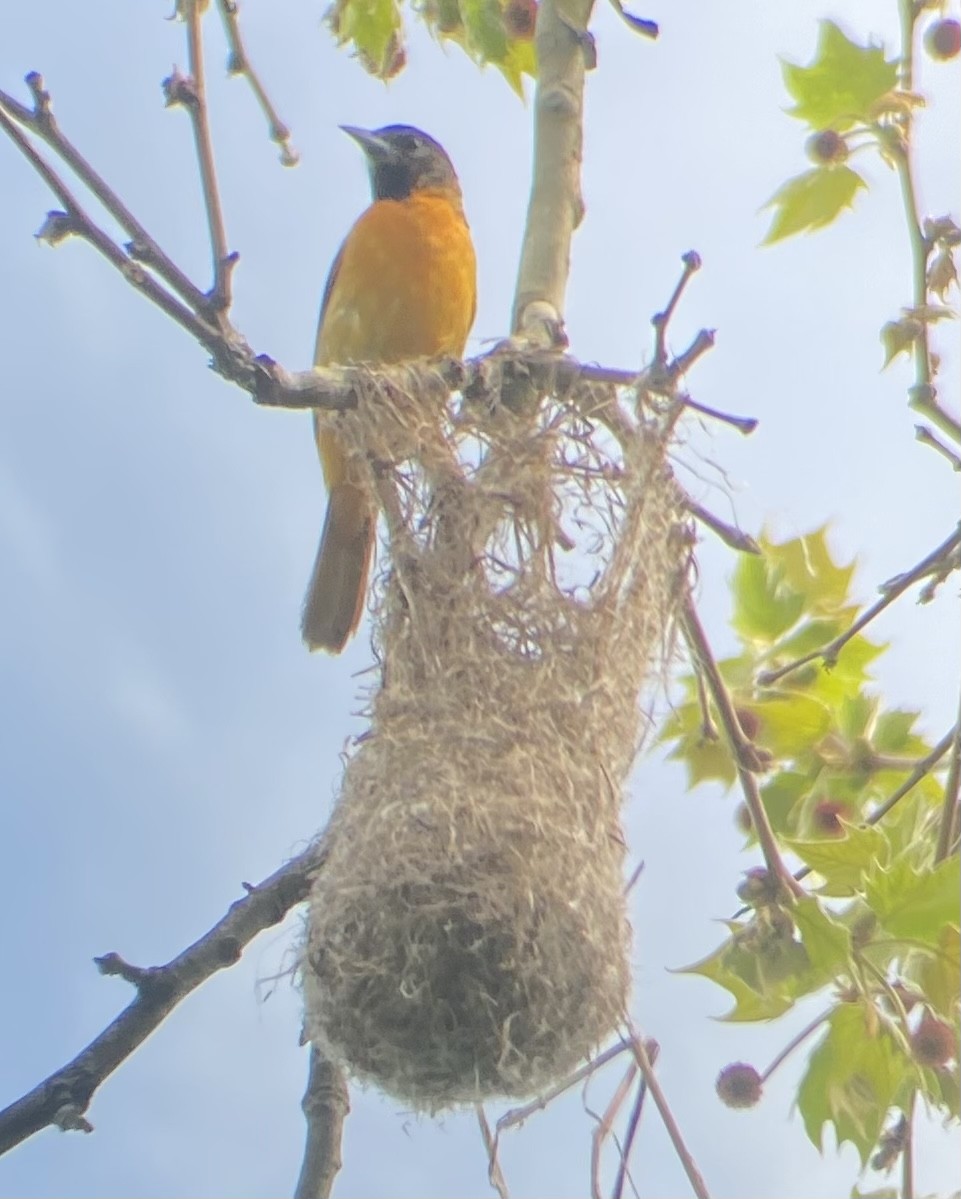 Baltimore Oriole - ML619184005