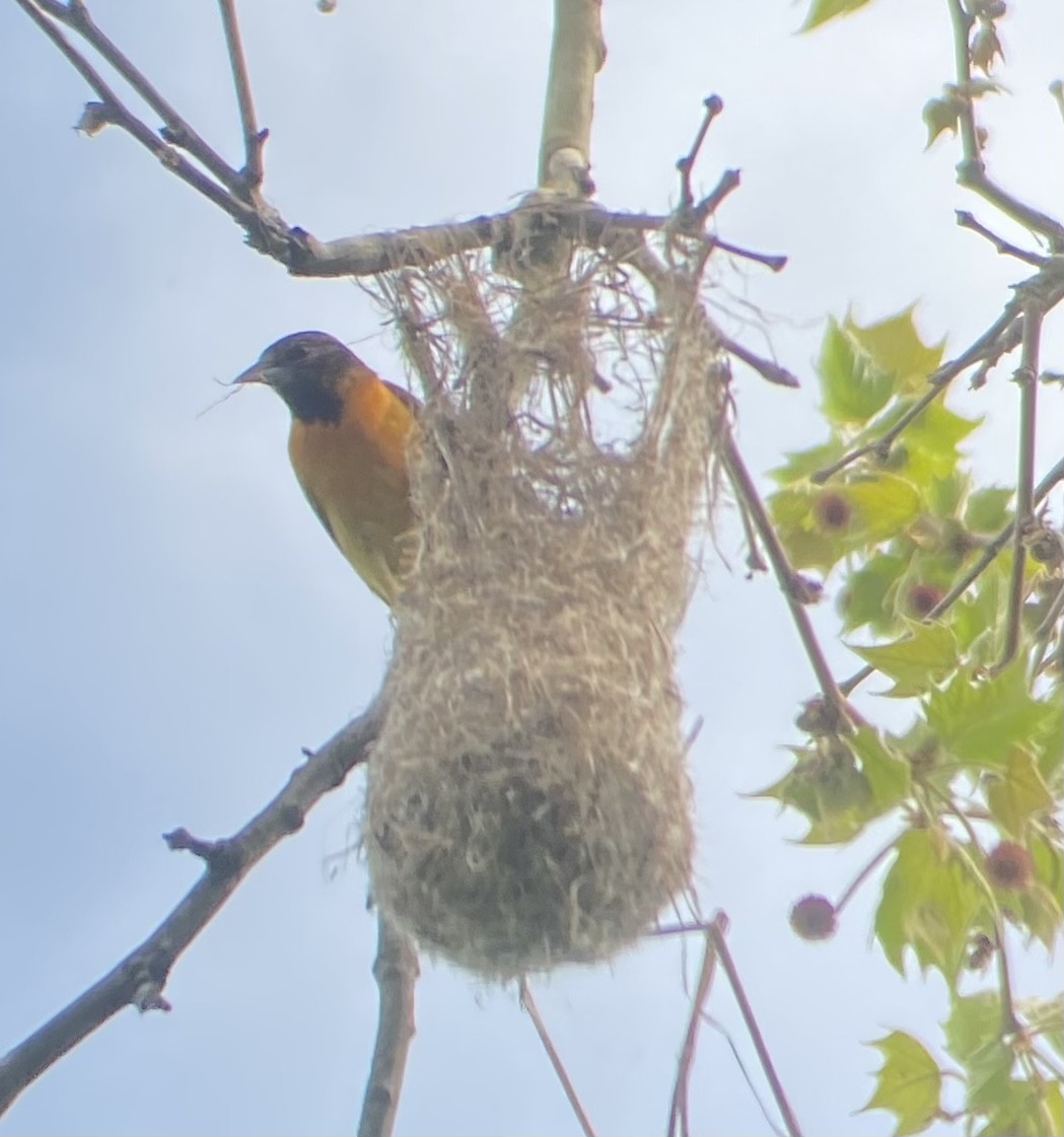 Baltimore Oriole - ML619184006