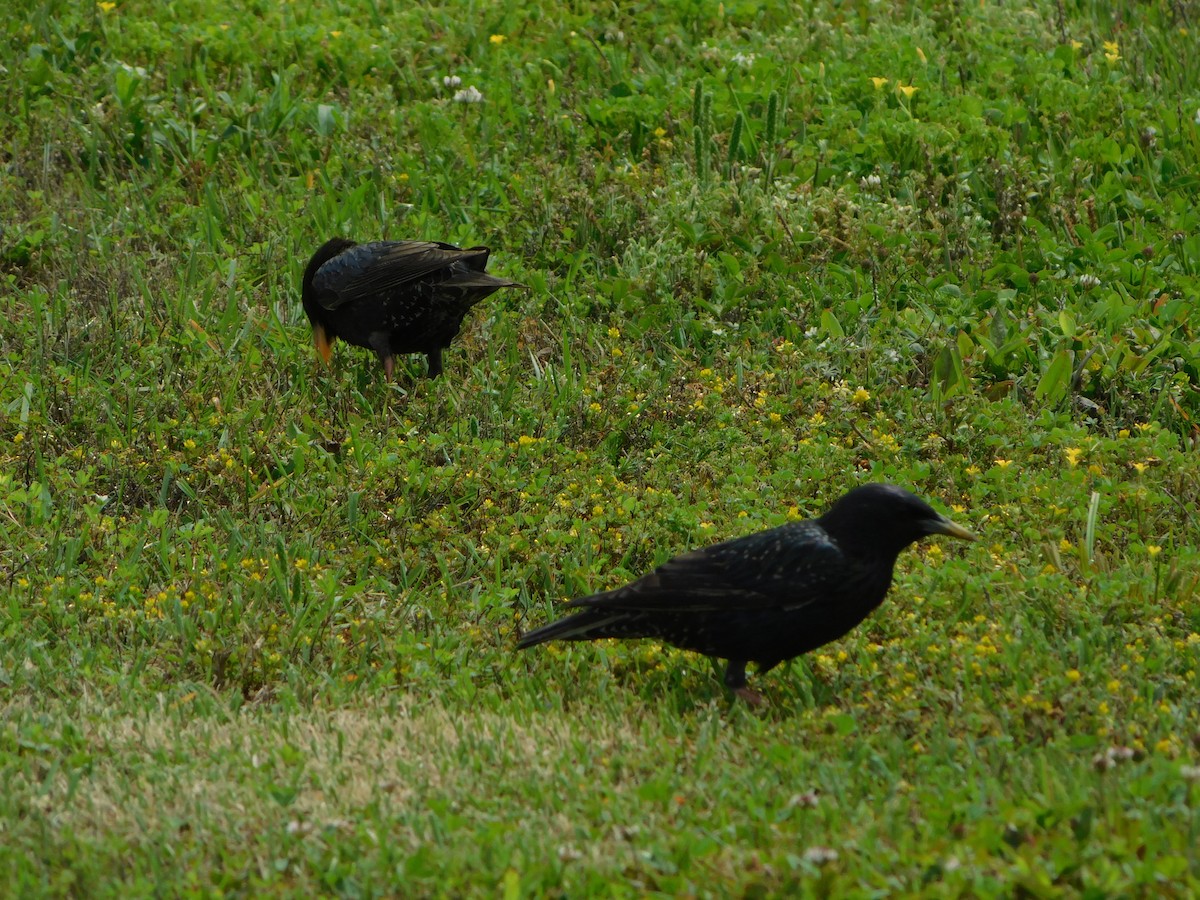 European Starling - ML619184009