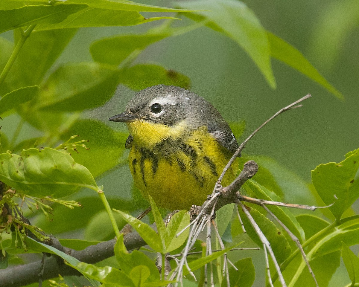 Magnolia Warbler - Doug Backlund