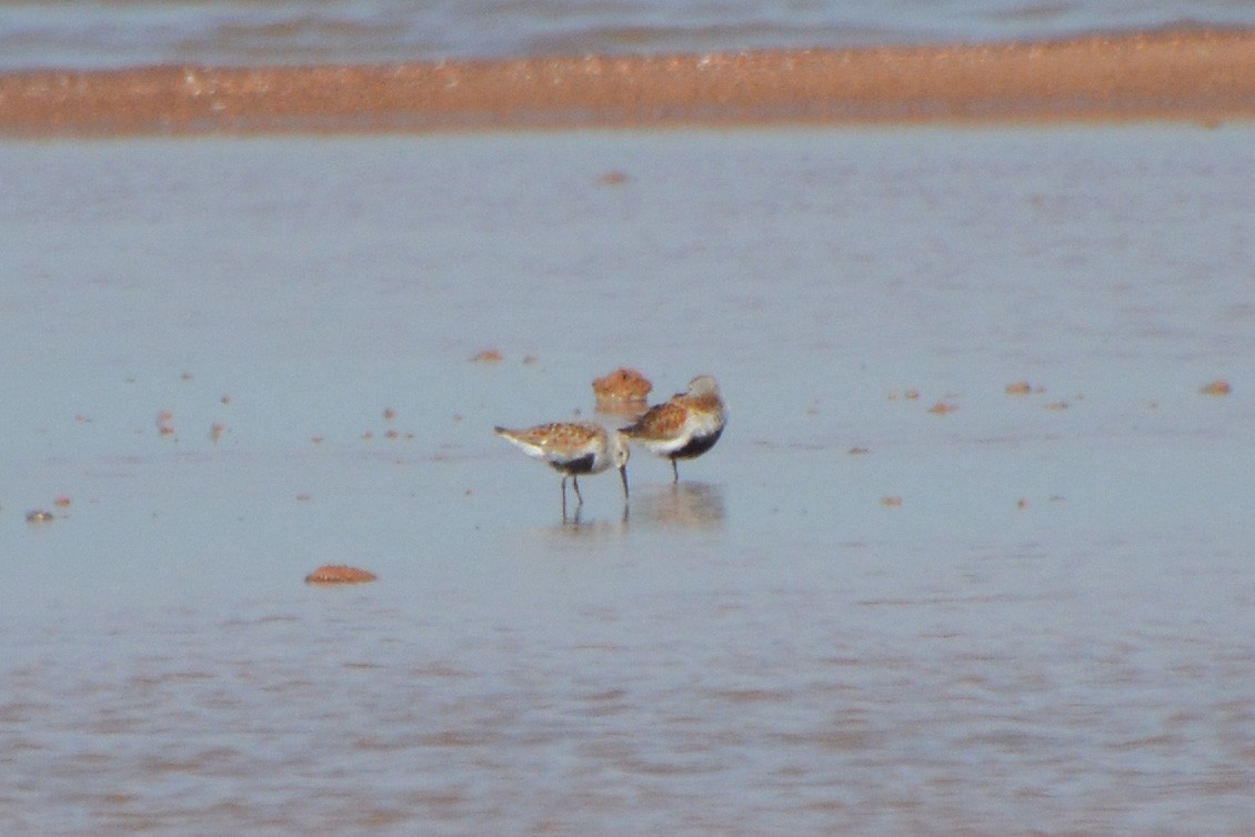 Dunlin - Barbara A. Peterson