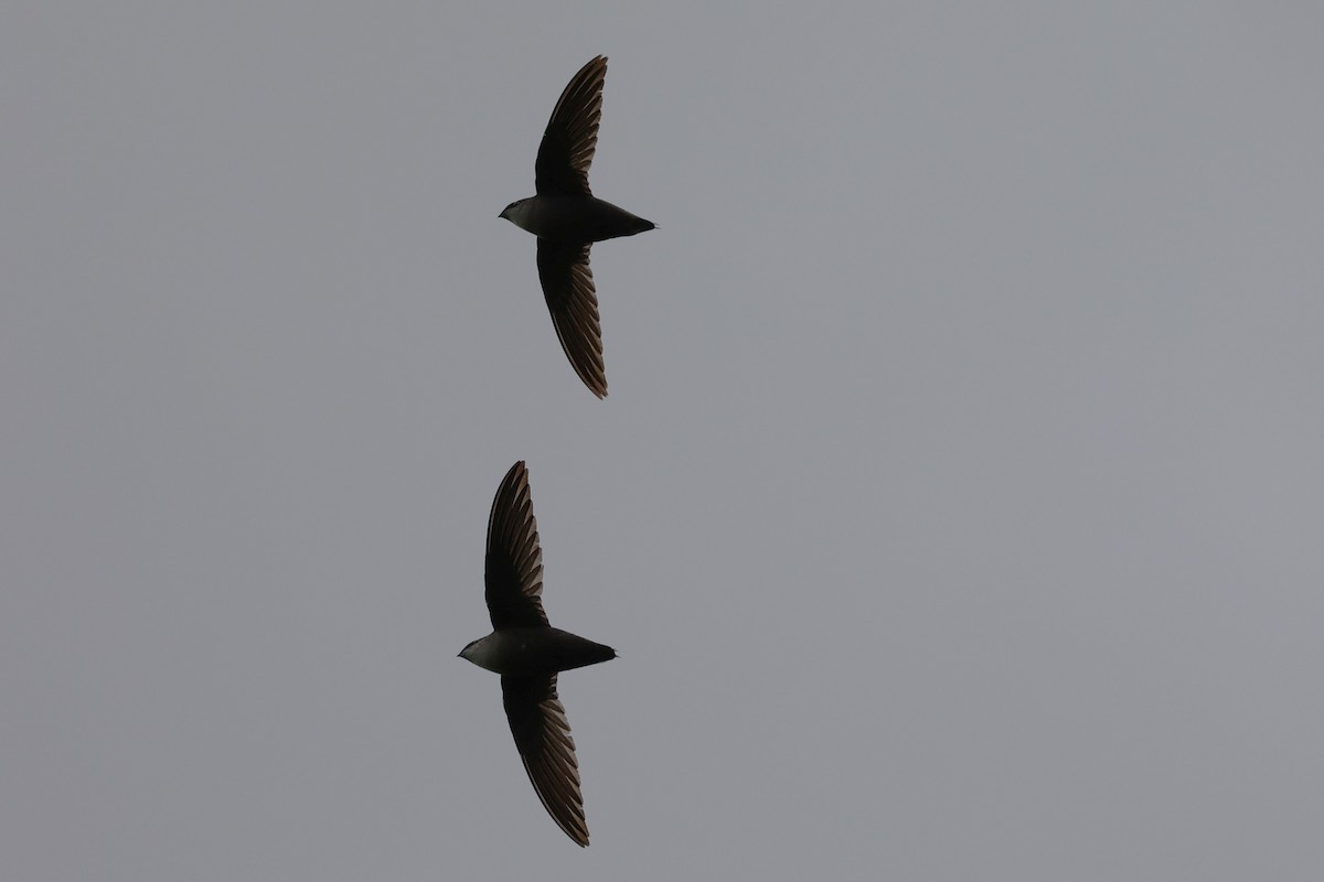 Chimney Swift - ML619184033