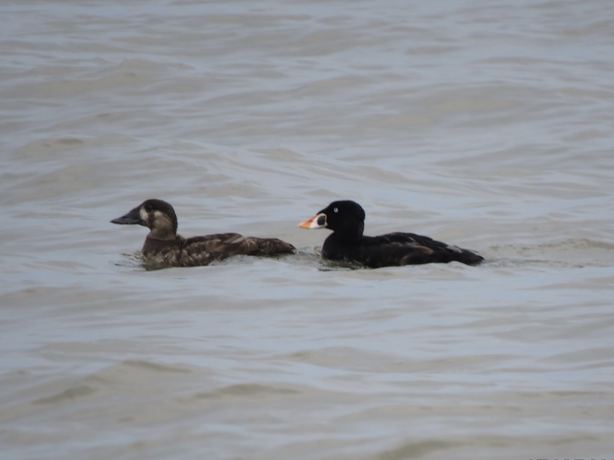 Surf Scoter - ML619184047