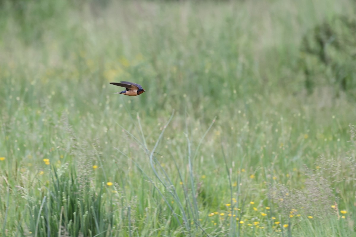 Barn Swallow - ML619184049