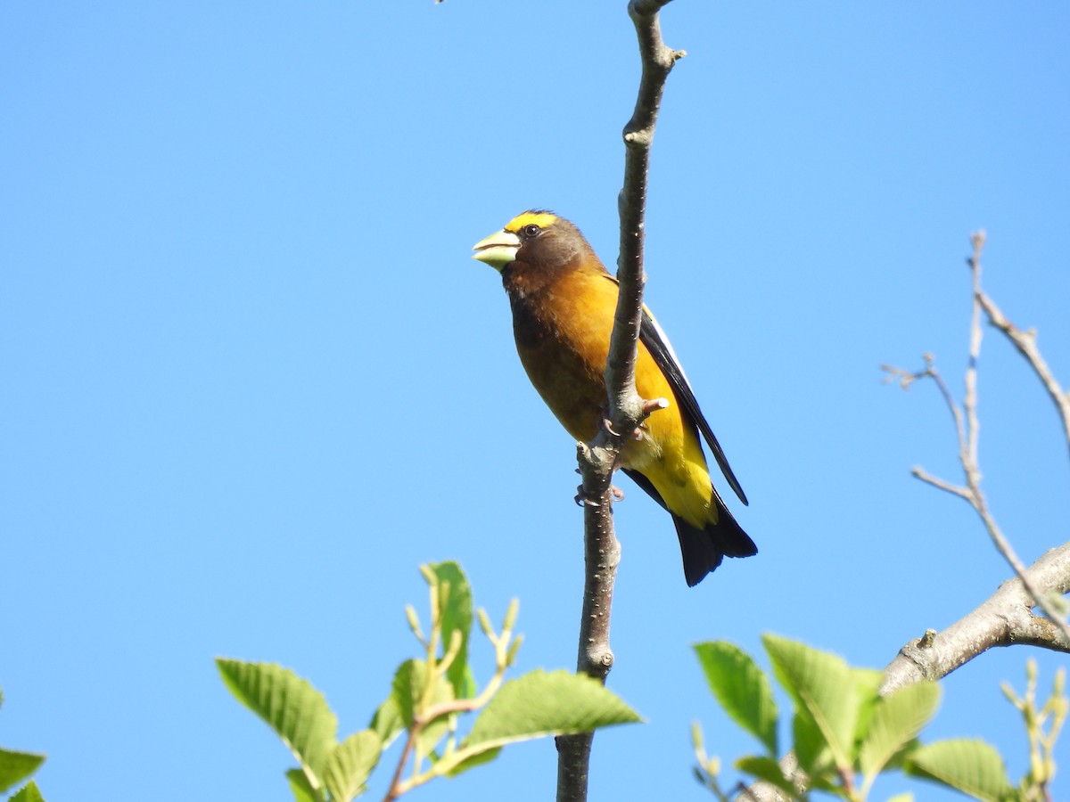 Evening Grosbeak - Julie Riely