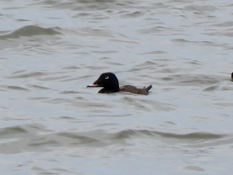 White-winged Scoter - Yve Morrell