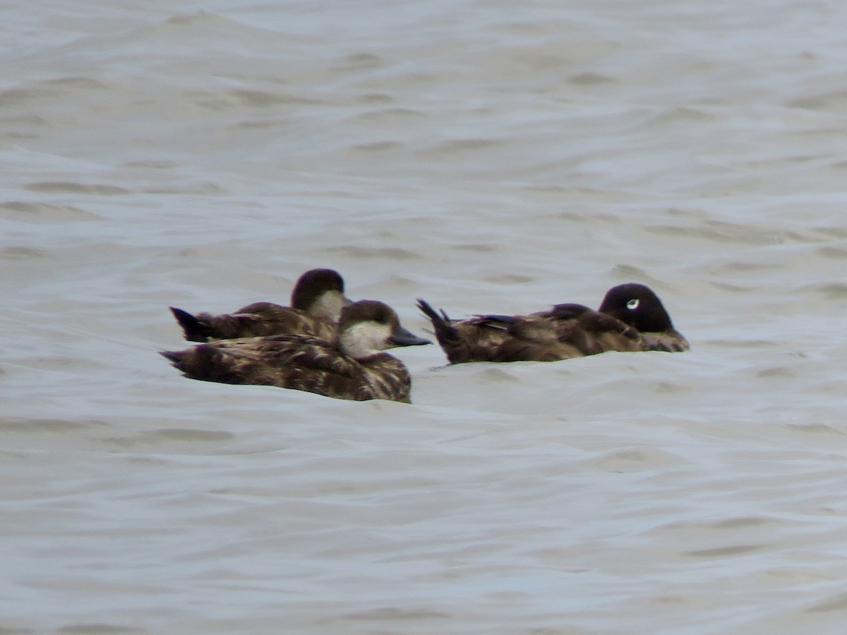 Black Scoter - Yve Morrell