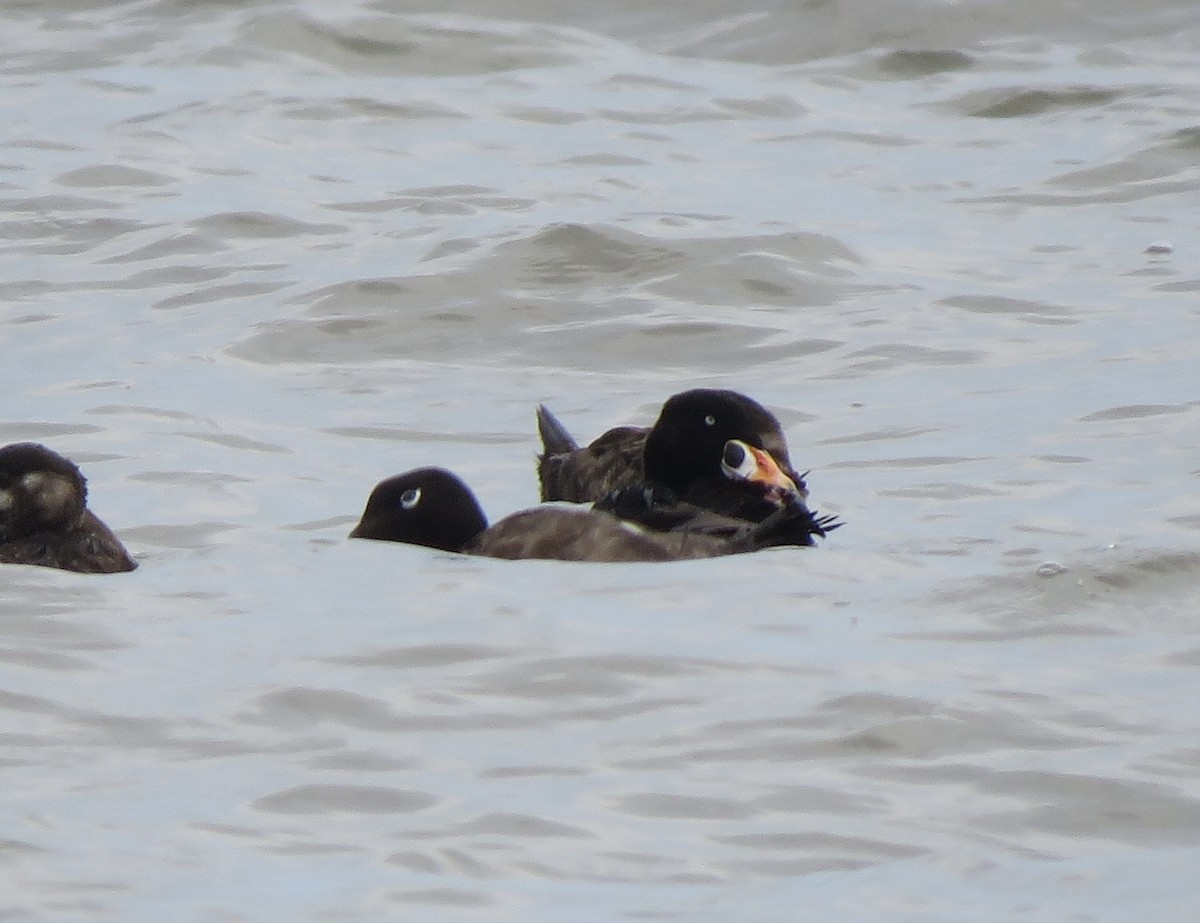 Surf Scoter - ML619184077