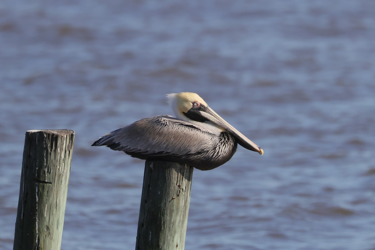 Brown Pelican - Allan Williams