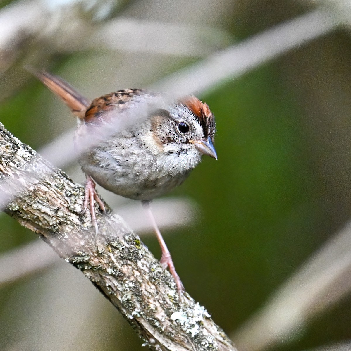 Swamp Sparrow - John Kramer