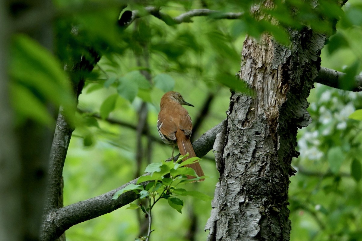 Brown Thrasher - Elaine Marie