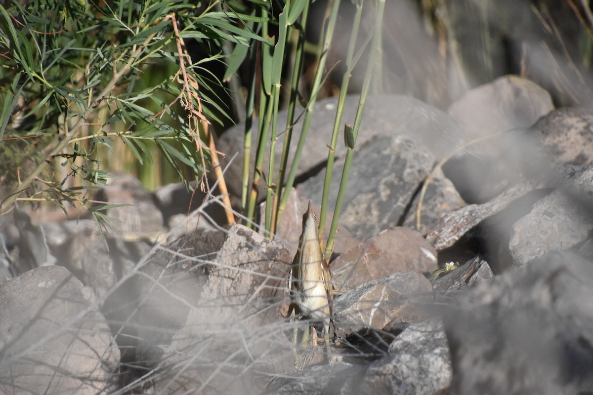 Least Bittern - Anonymous