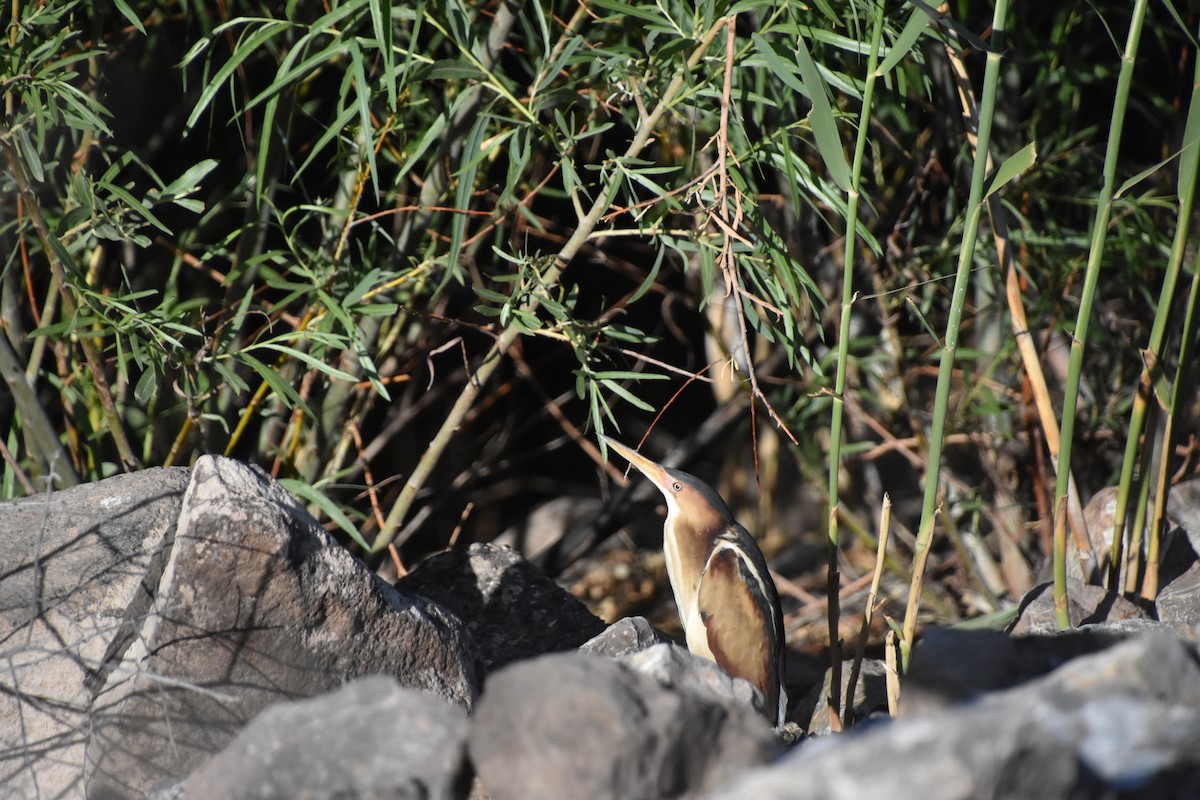 Least Bittern - Anonymous