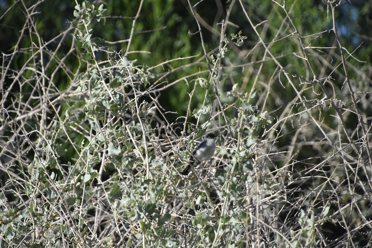 Black-tailed Gnatcatcher - ML619184095