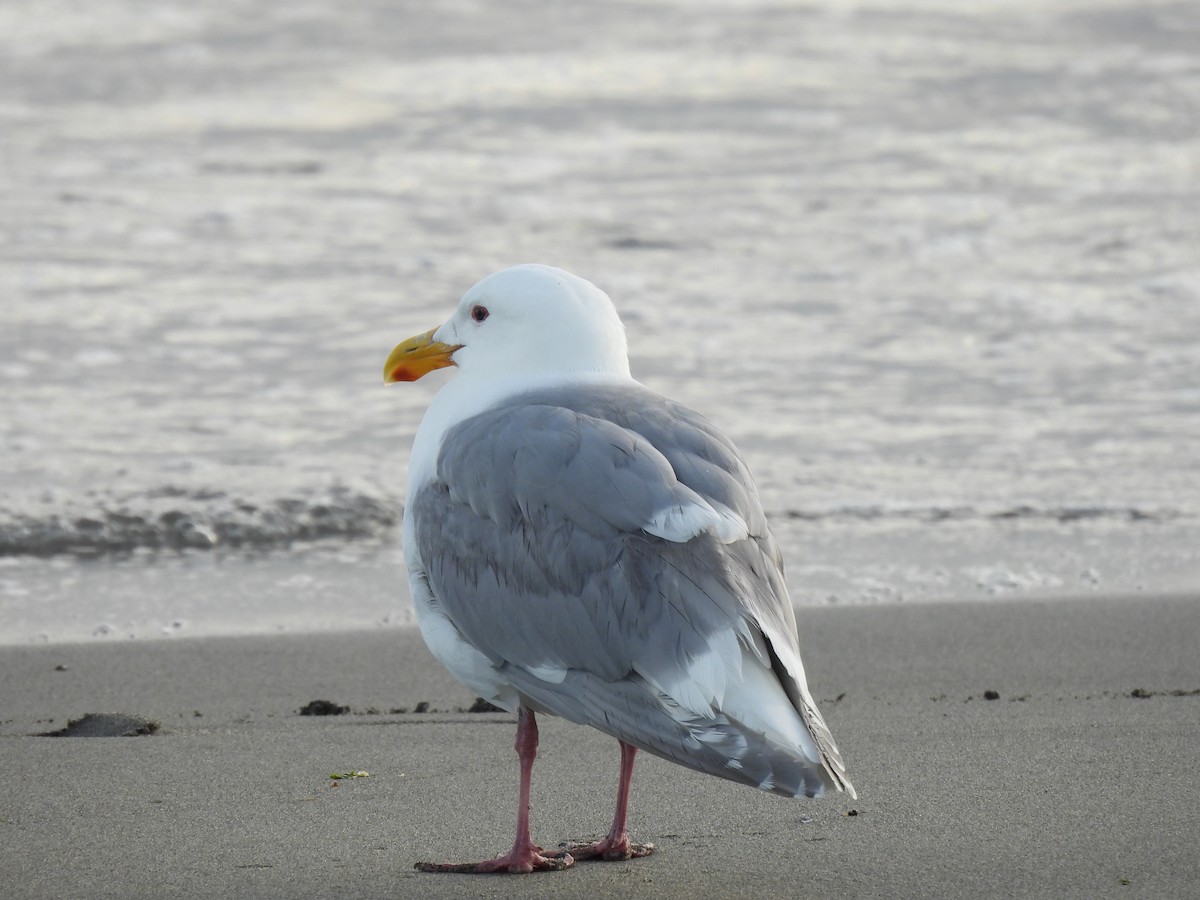Glaucous-winged Gull - Julie Riely