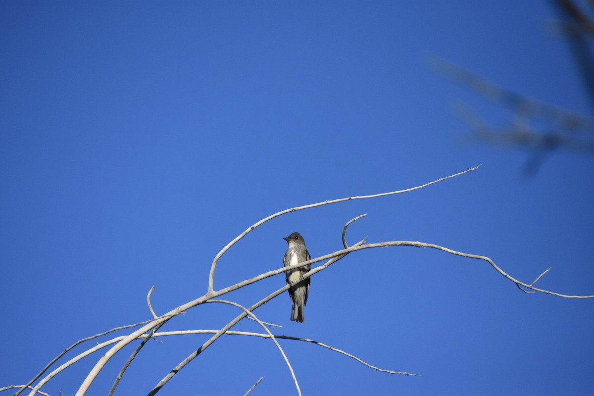 Olive-sided Flycatcher - Anonymous