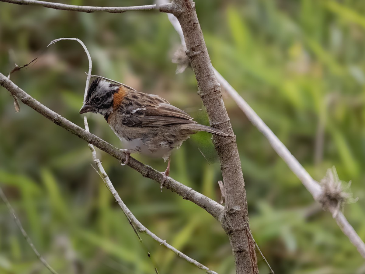 Rufous-collared Sparrow - Daniel Henao Yépez