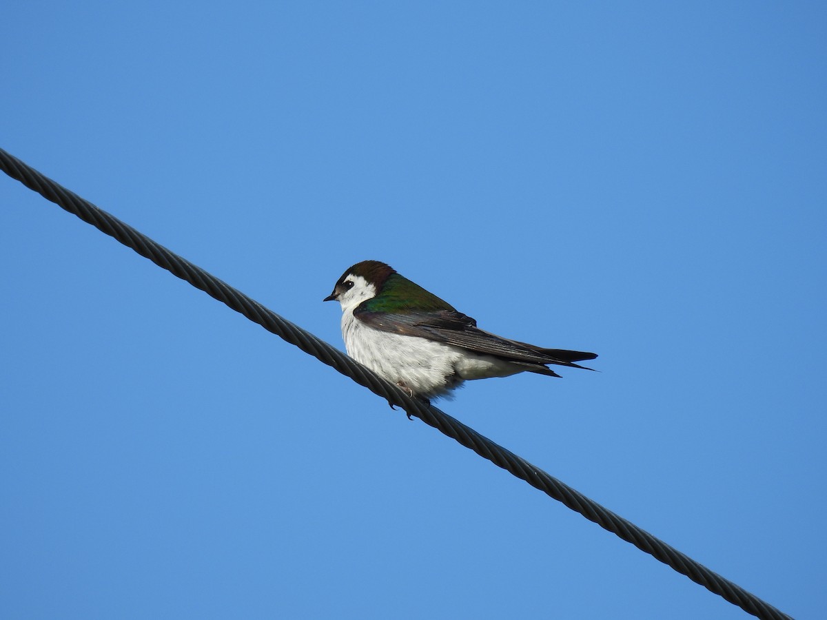 Violet-green Swallow - Julie Riely