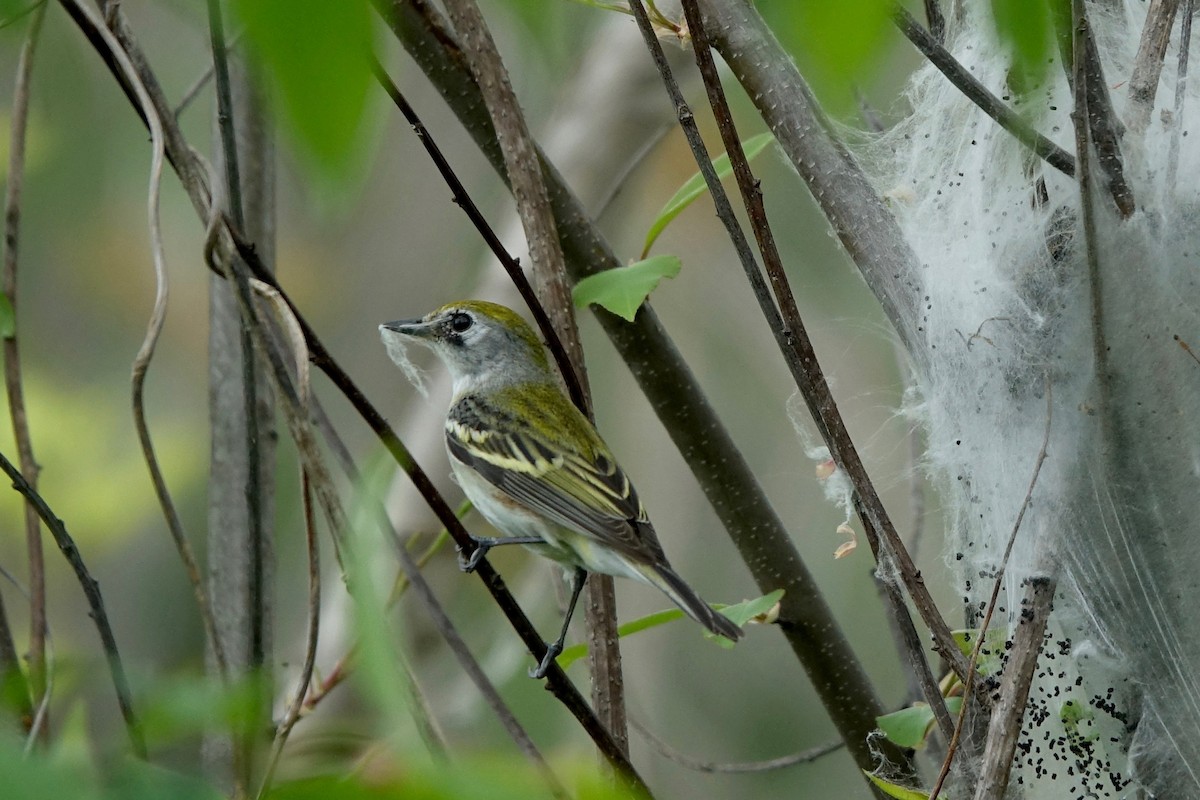 Chestnut-sided Warbler - Elaine Marie