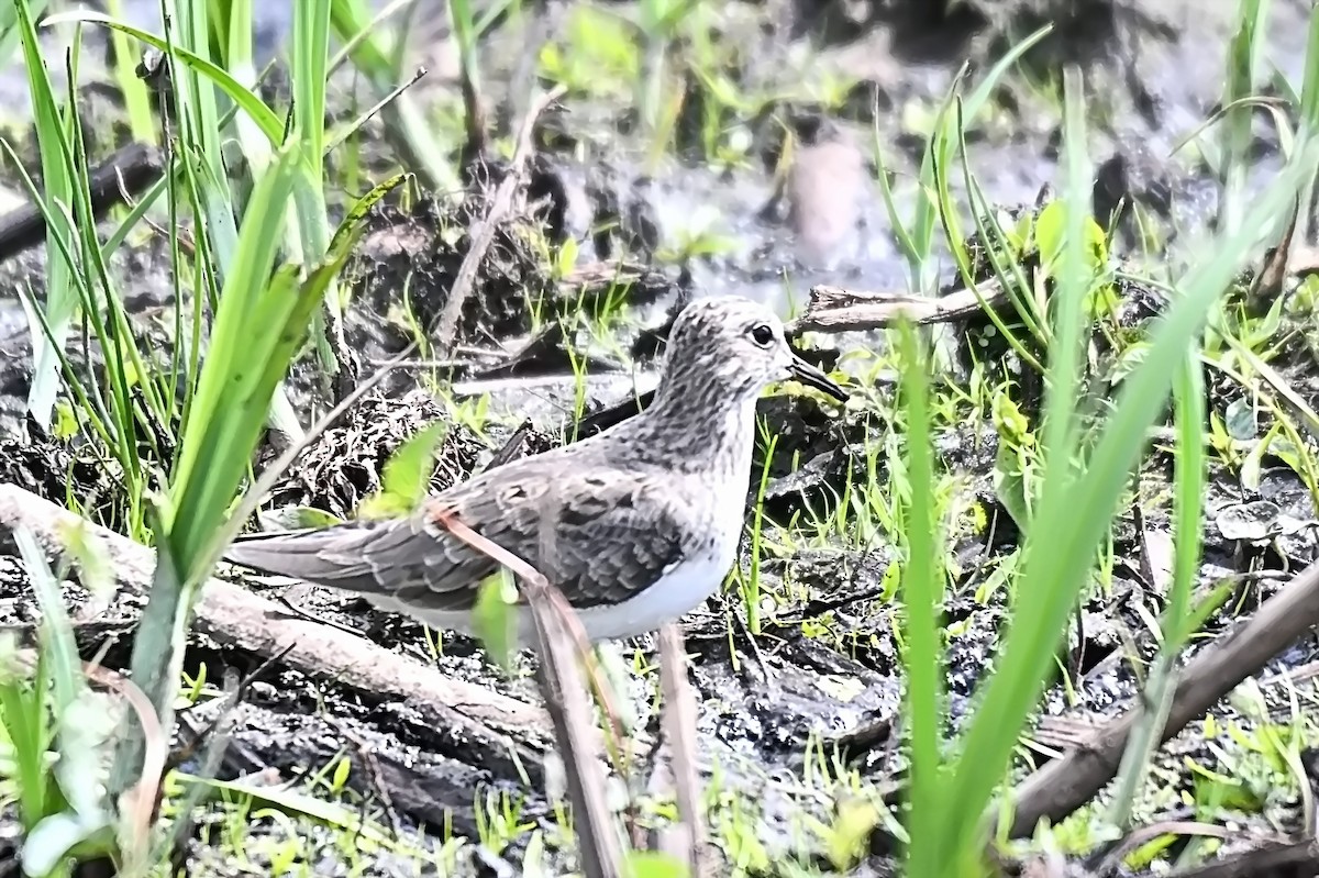 Temminck's Stint - James Cosgrove