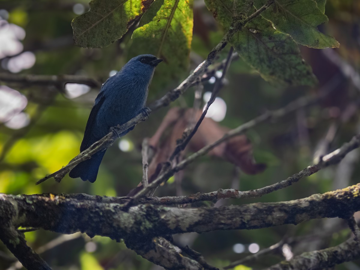 Blue-and-black Tanager - Daniel Henao Yépez