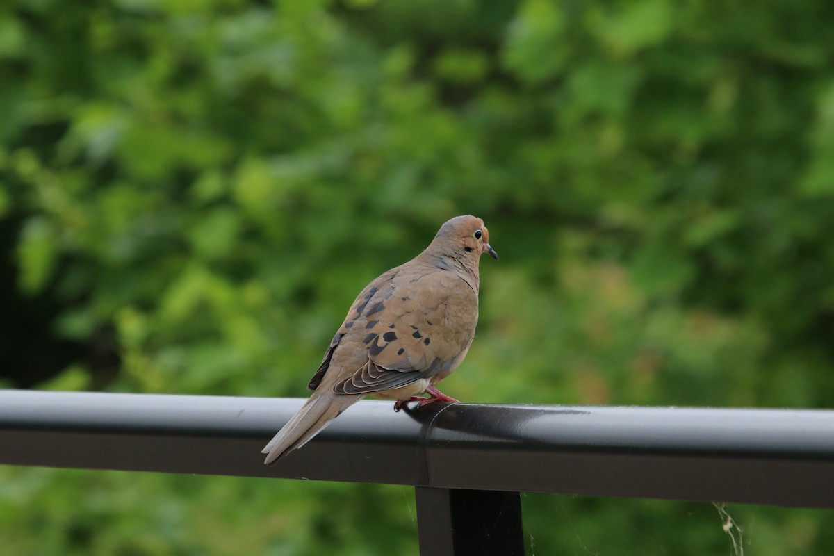 Mourning Dove - Mary Ann West