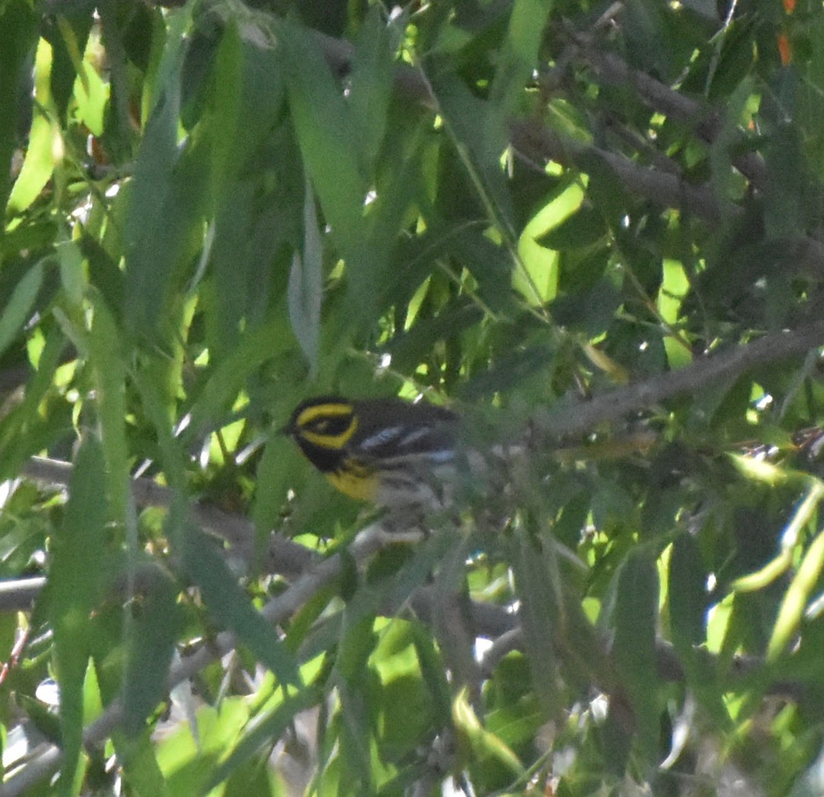 Townsend's Warbler - Anonymous