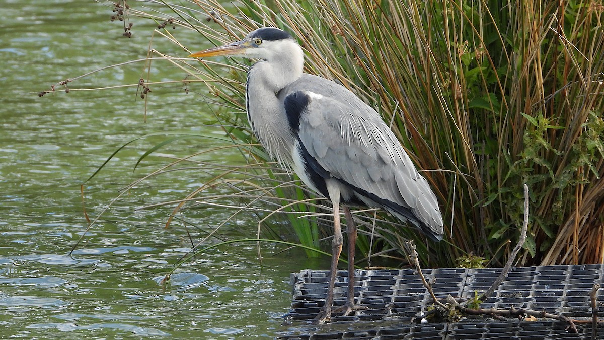 Gray Heron - Manuel García Ruiz