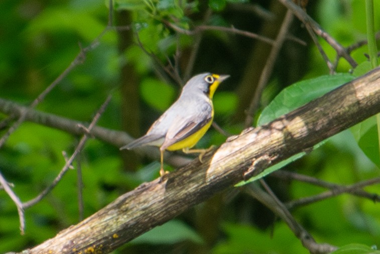 Canada Warbler - Yixiao Liu