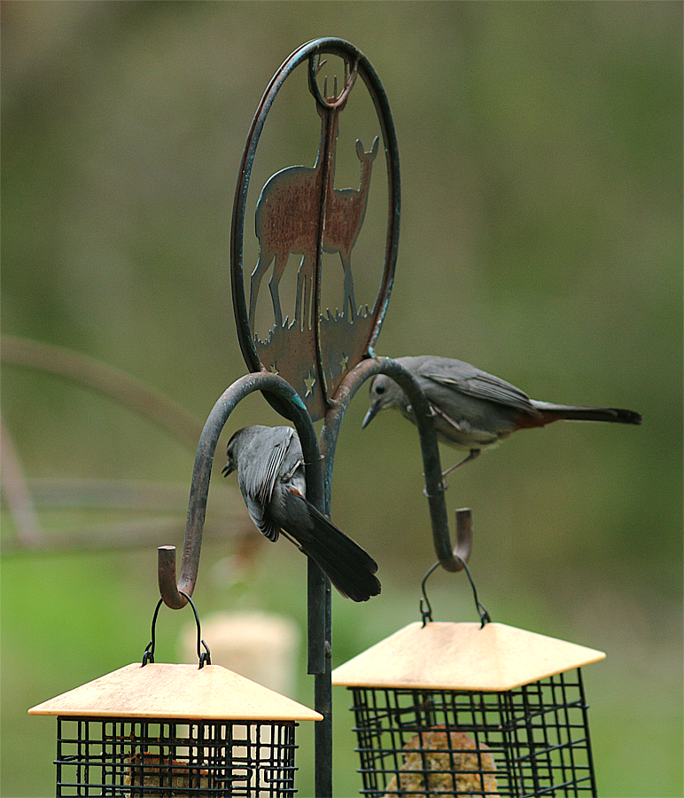 Gray Catbird - Mike Fahay