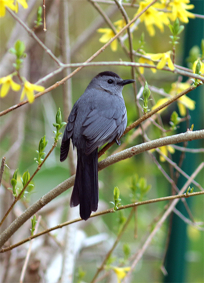 Gray Catbird - Mike Fahay