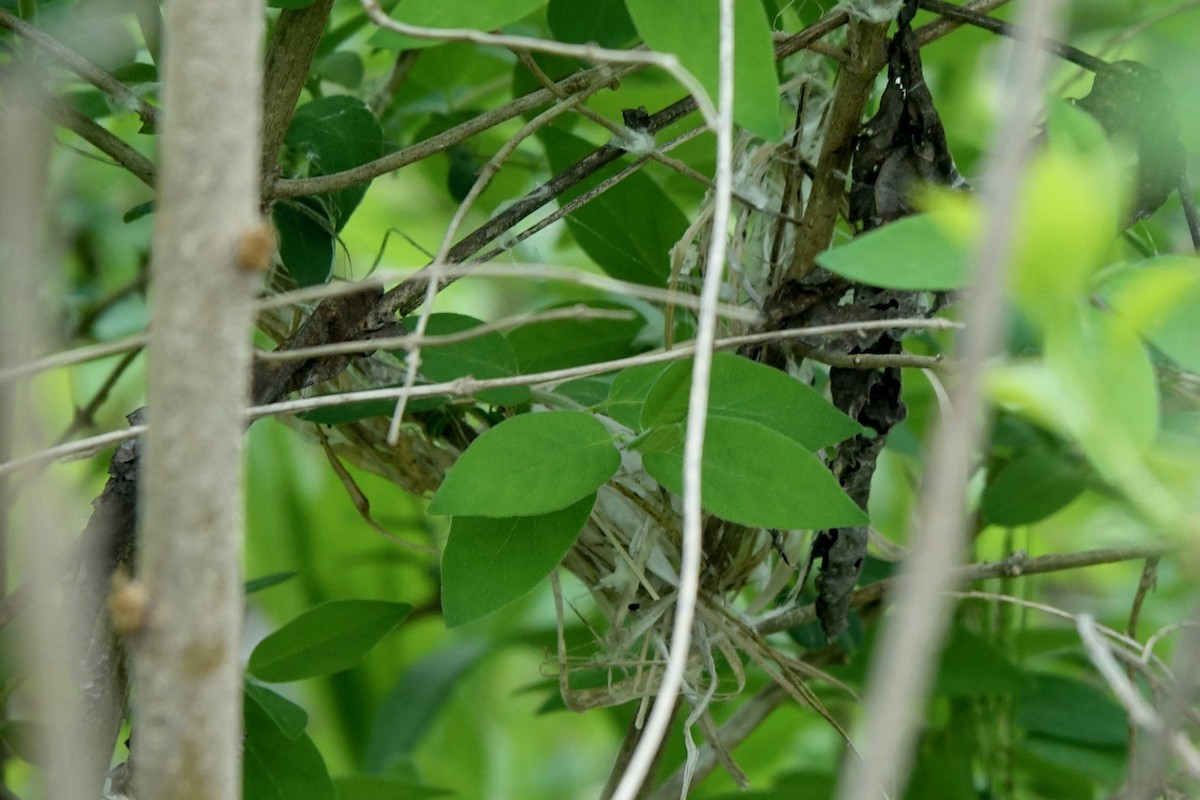 Chestnut-sided Warbler - Elaine Marie