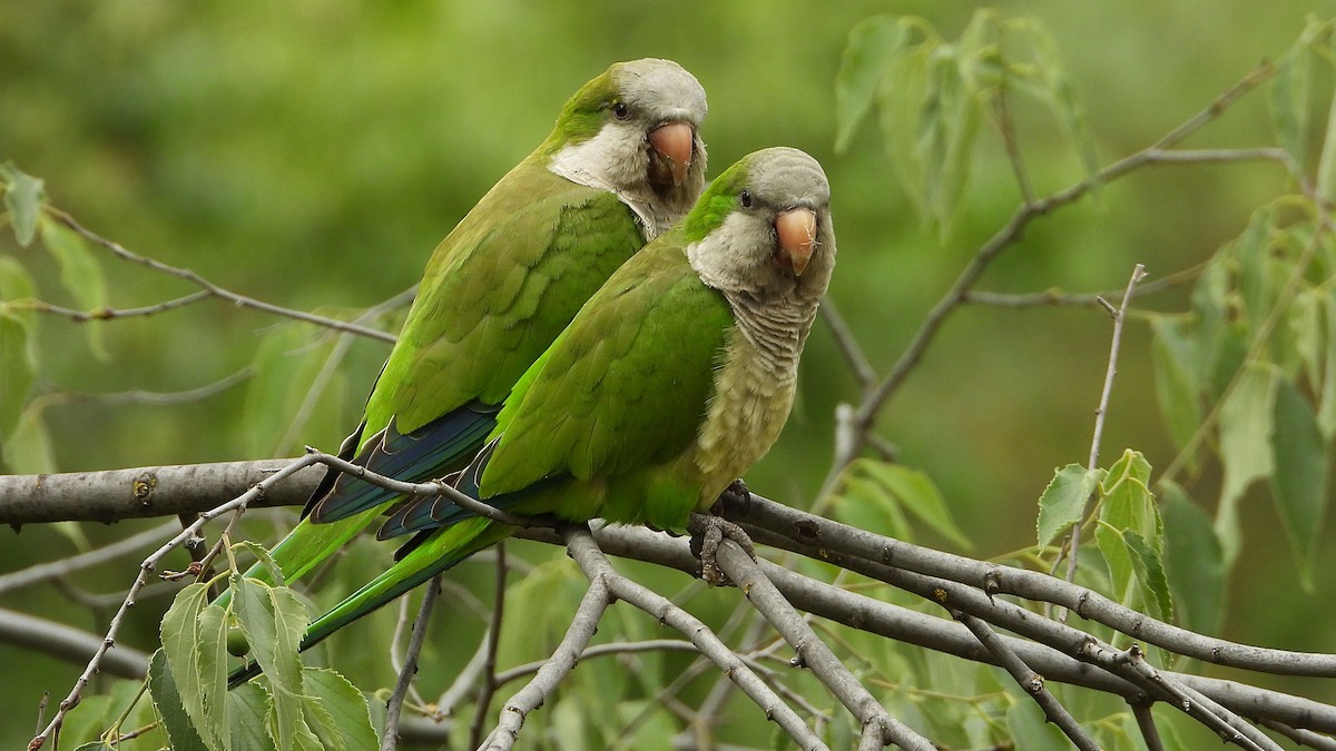 Monk Parakeet - Manuel García Ruiz