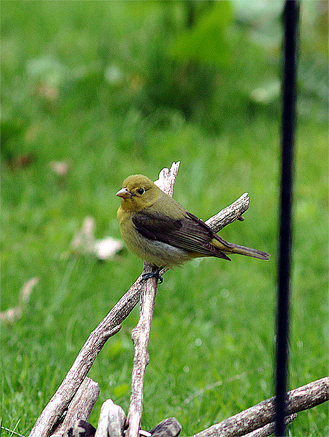 Scarlet Tanager - Mike Fahay